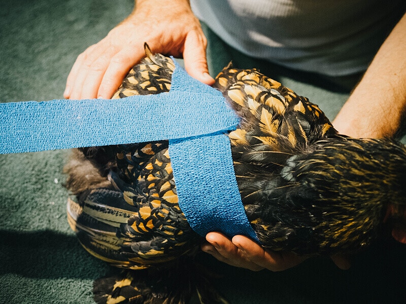 Wrap the bandage over the injured wing