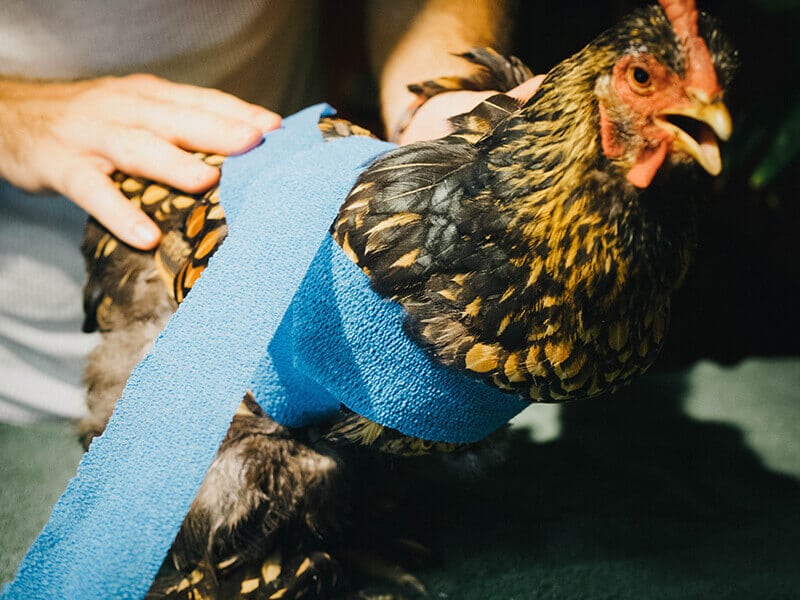 Wrap the bandage under the other wing and across the back again