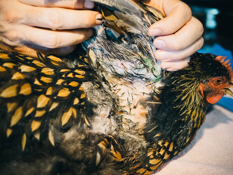 Green bruise on a chicken wing