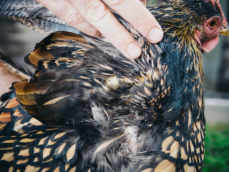 A healed wing showing new feather growth