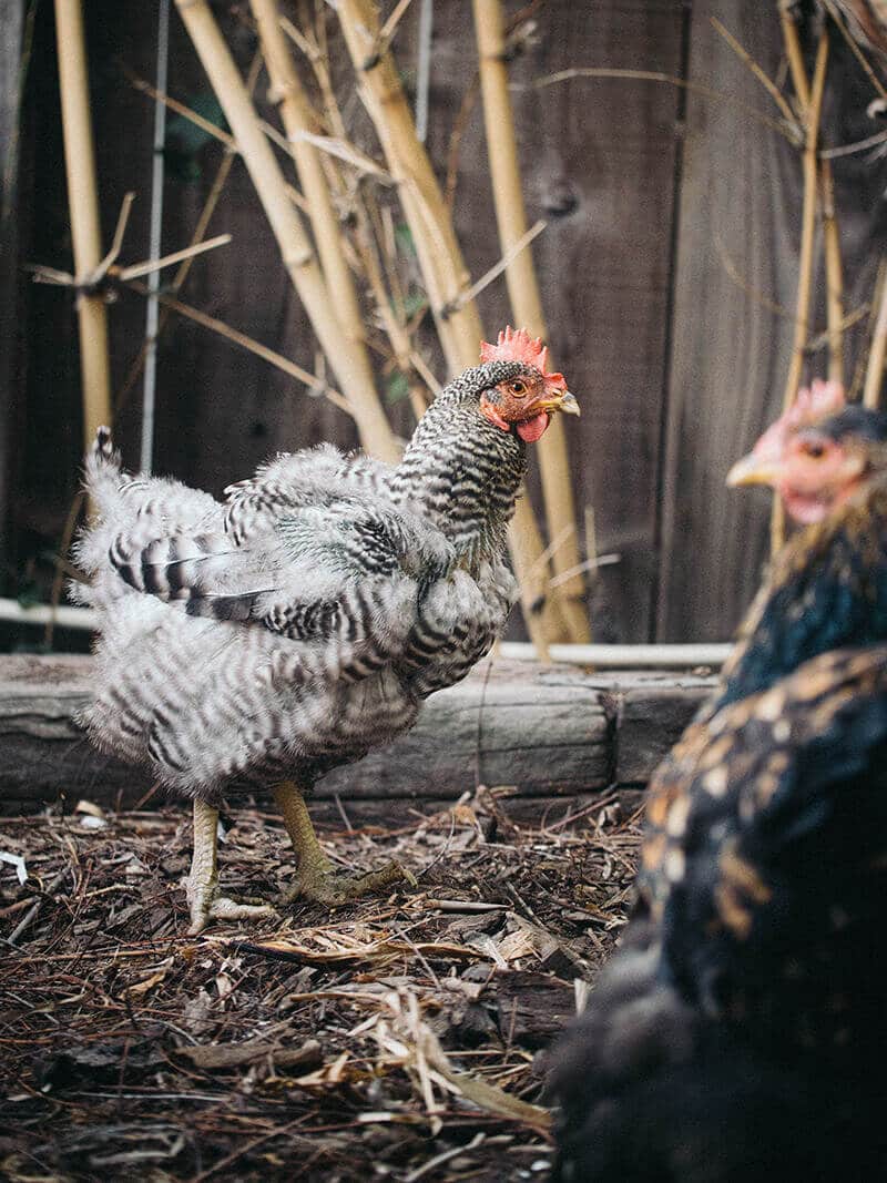 Why some chickens molt faster than others