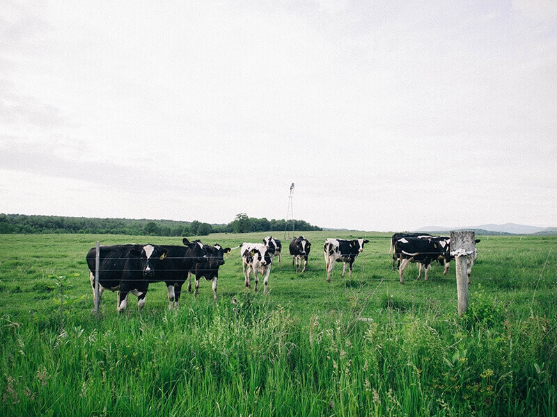 Cows on green pastures