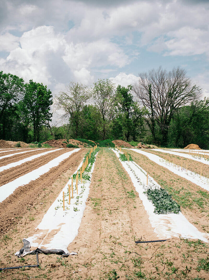 Trial crops at Baker Creek