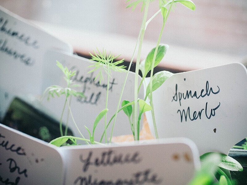Label all your seeds and seedlings