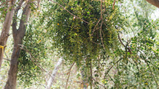 The curious history of the mistletoe (it's more than just the kissing plant)