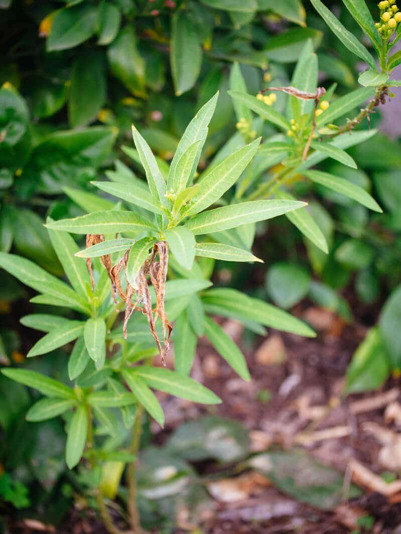 Native milkweed in a garden