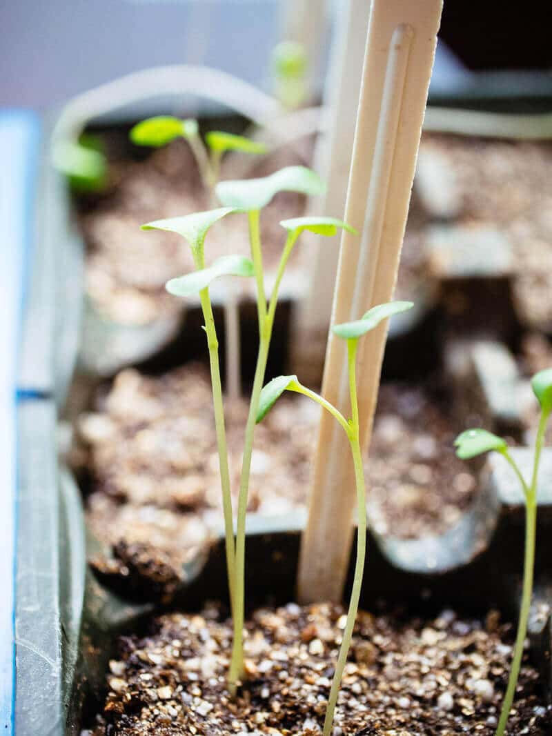 Leggy Seedlings: What Causes Them and How to Correct Them