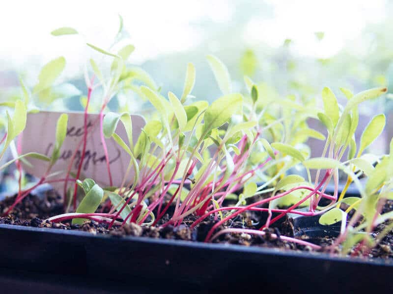 Beet seedlings leaning toward the light