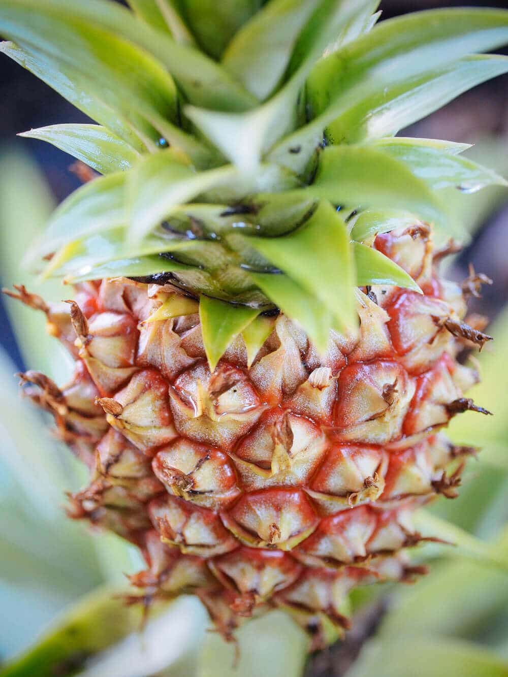 Homegrown pineapple
