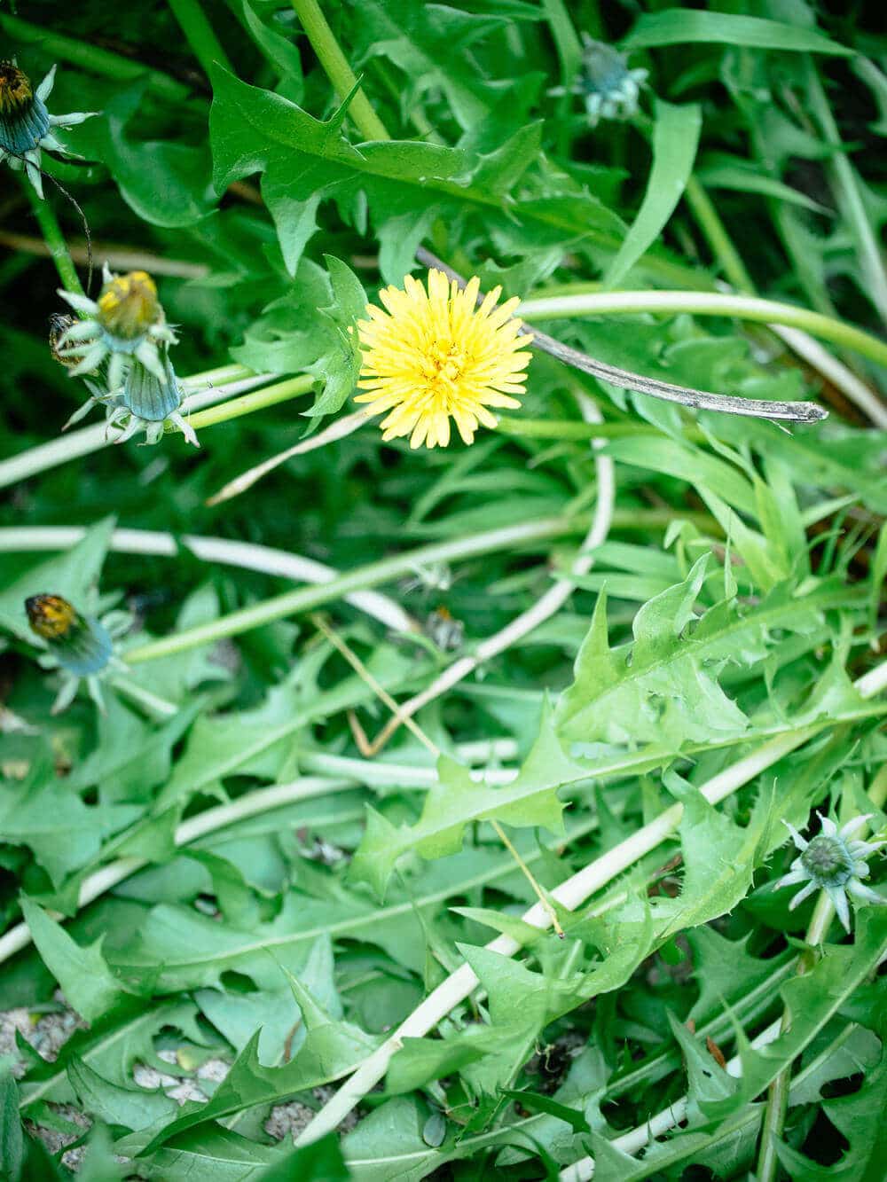 Defending the dandelion: it's not just another weed