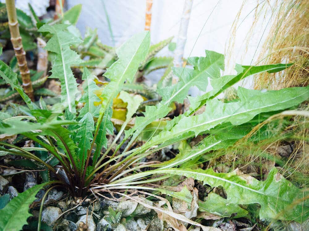 Dandelions encourage biodiversity