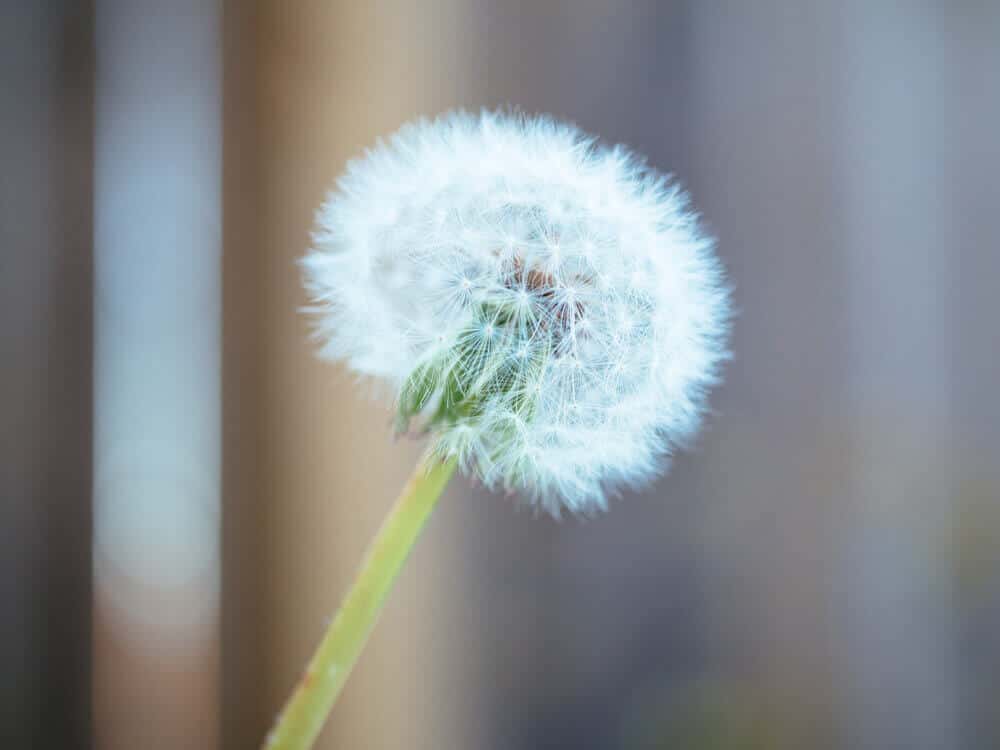 Dandelion clock from childhood