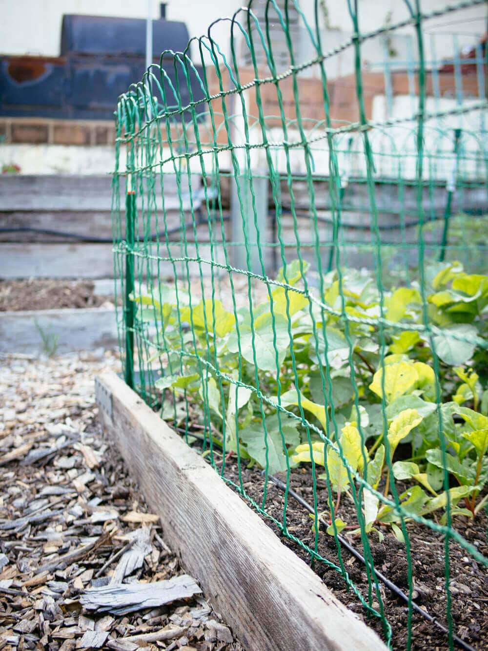 Wire border fence from Gardener's Supply Company