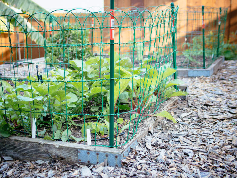 Wire border fencing on raised beds
