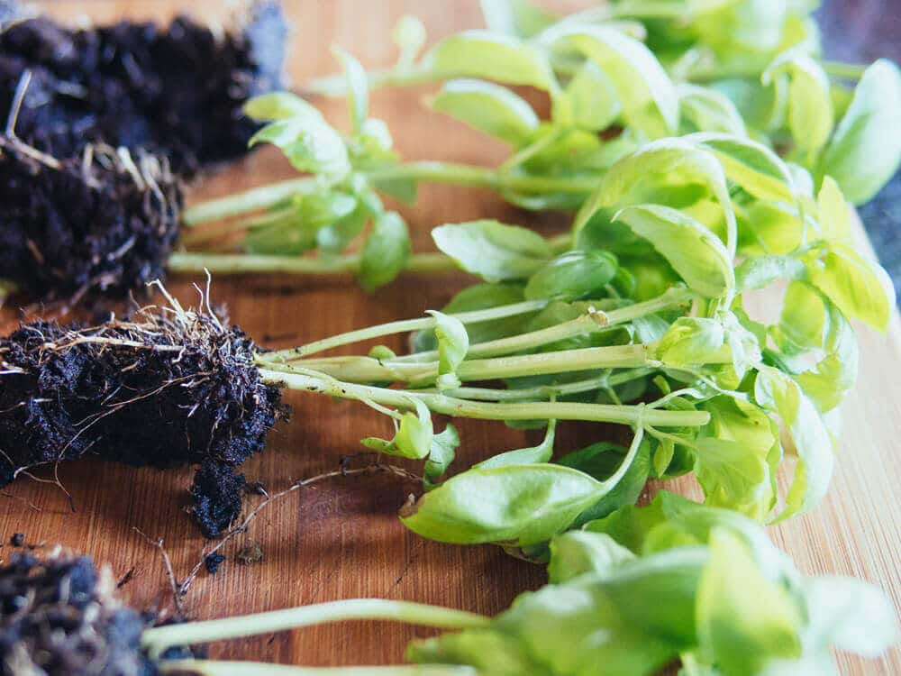 Gardening quick tip: transplant your supermarket "living herbs"