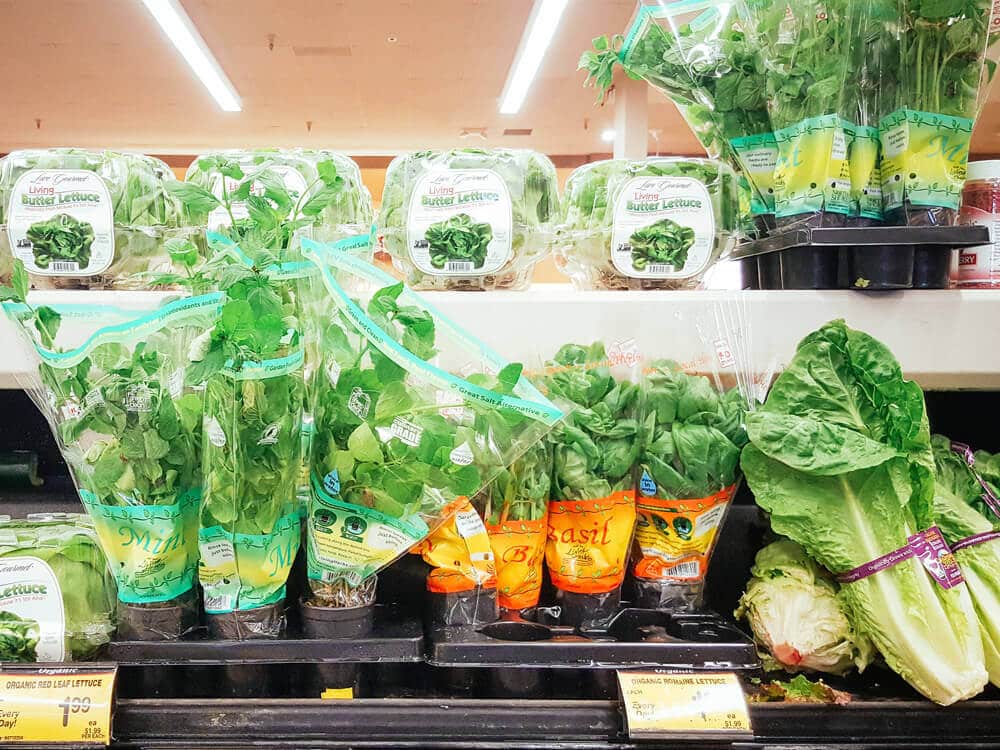 Supermarket "living herbs"