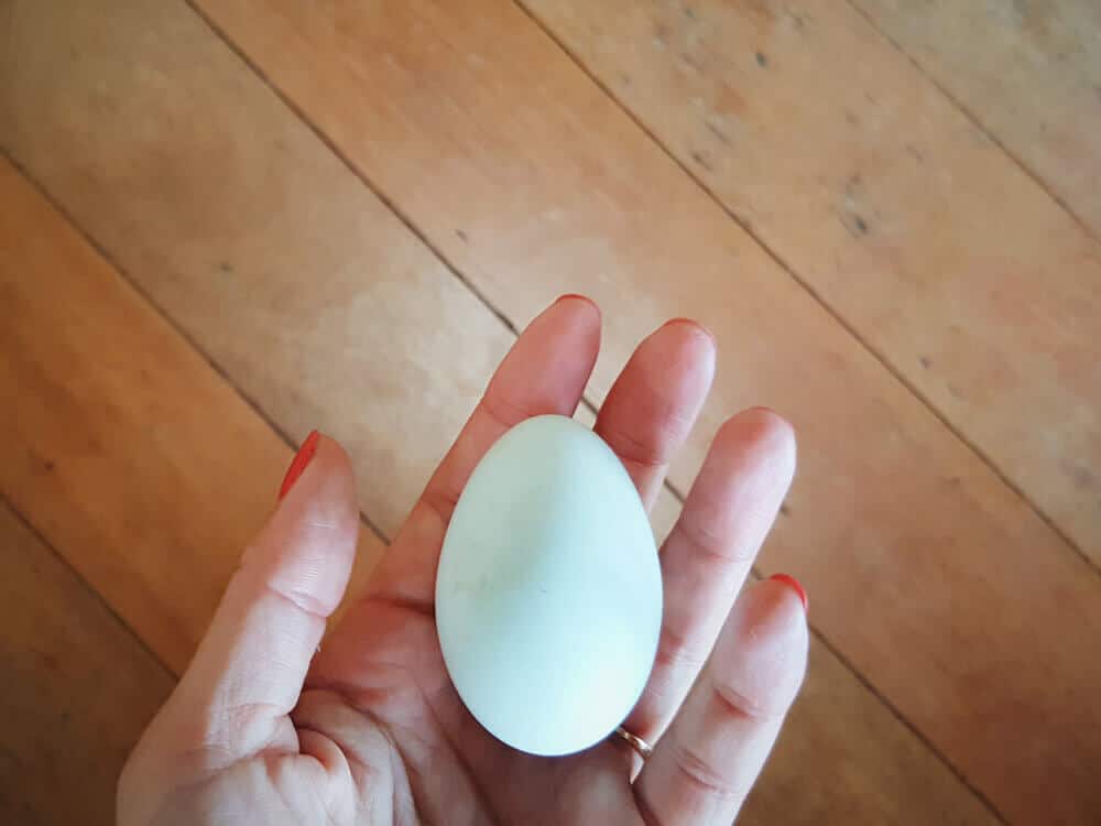 The first egg from the new flock