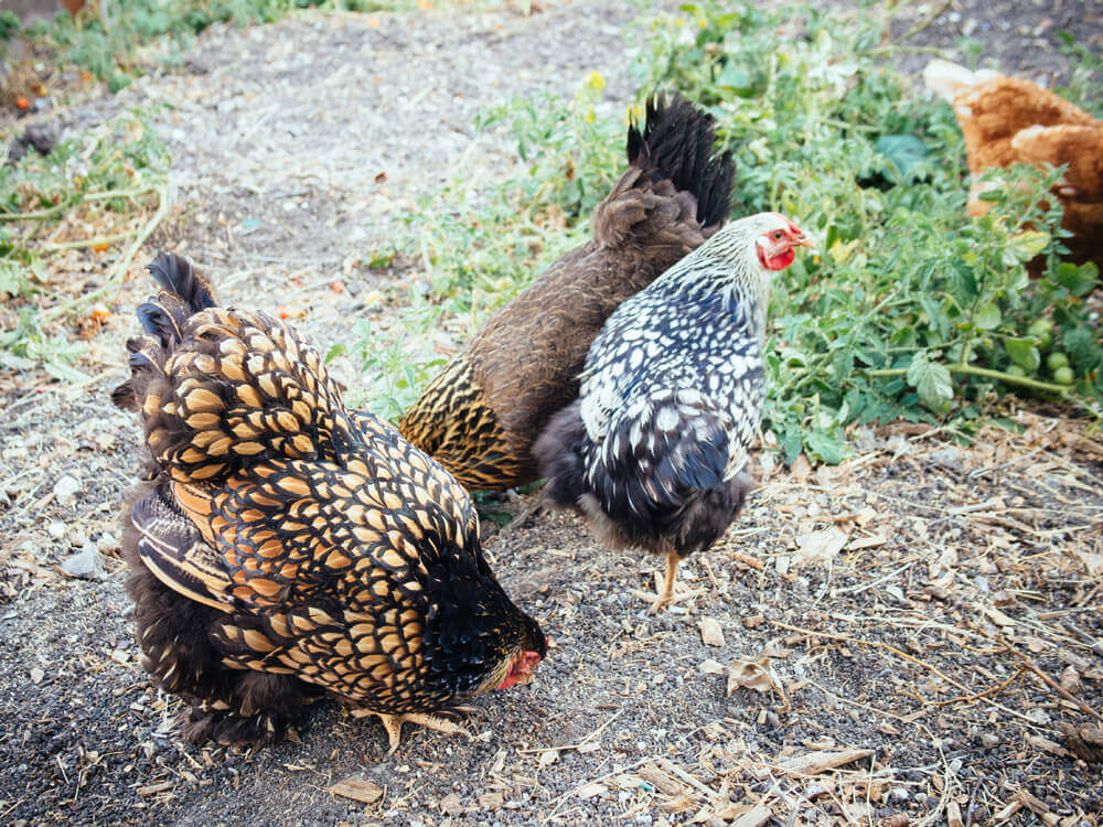 Integrating new pullets with grown hens
