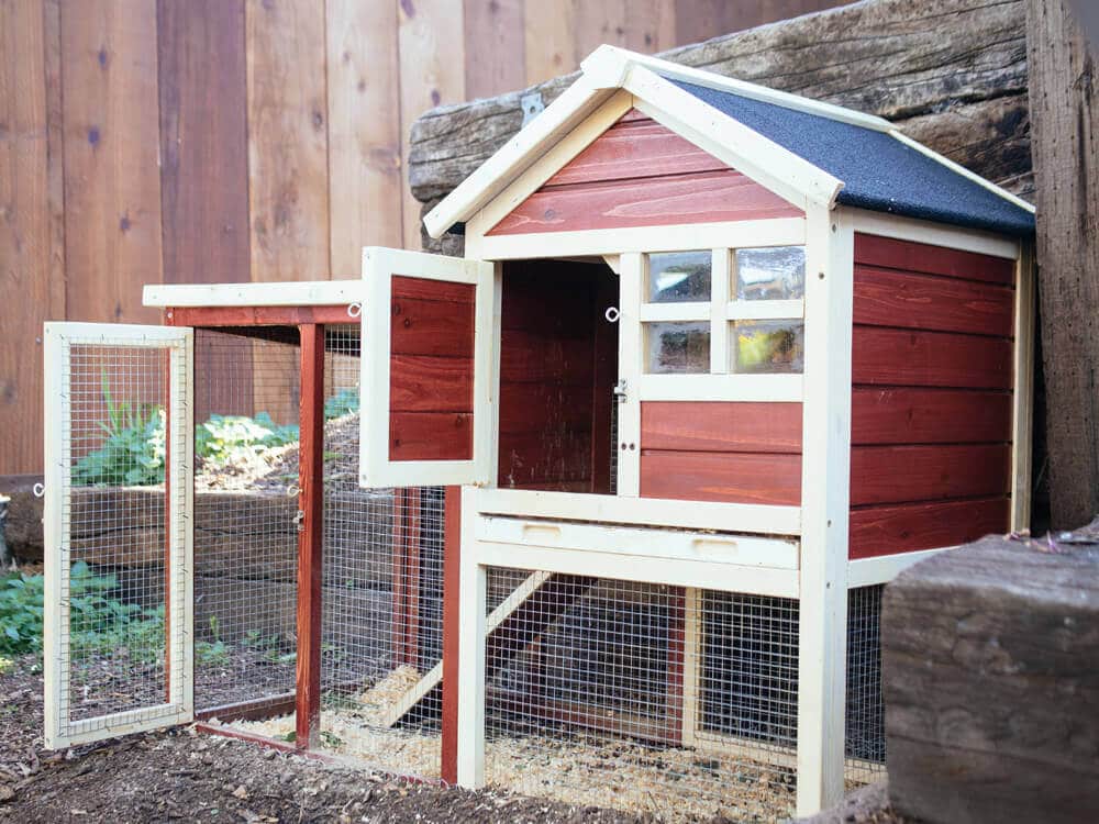 Rabbit hutch used as a temporary chicken coop for pullets