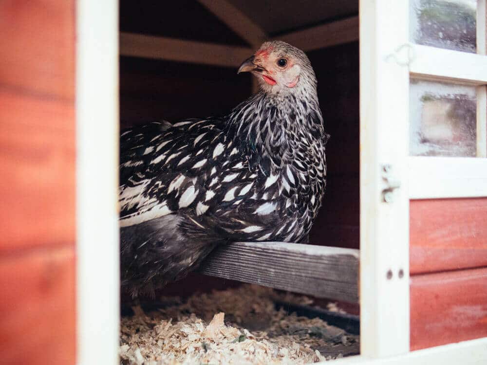 Silver Laced Wyandotte roosting