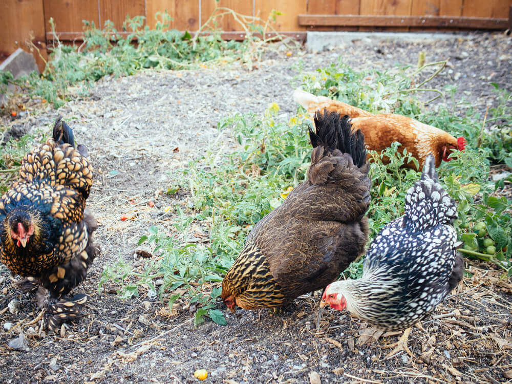 Letting your chickens forage in the yard is a great distraction