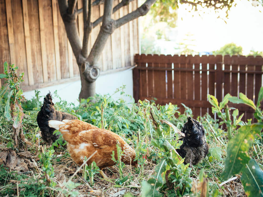 Happy free-range chickens in an urban backyard