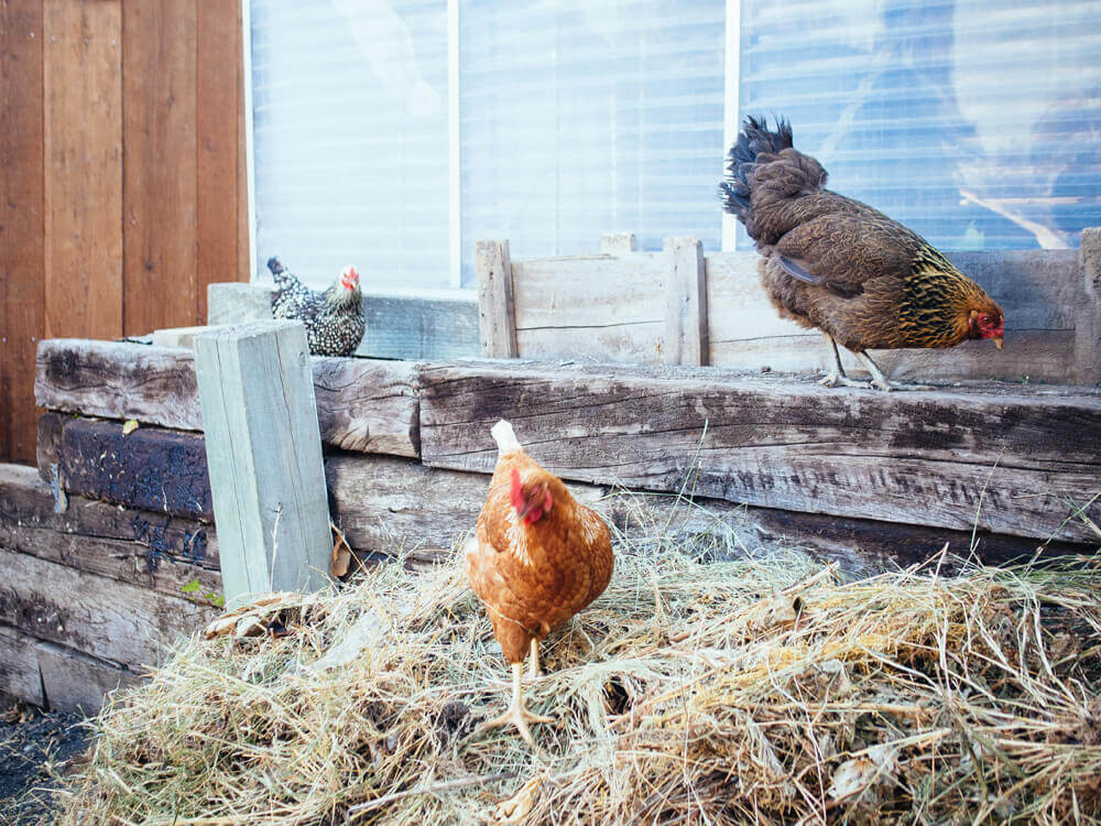 Chickens love to dig through compost piles