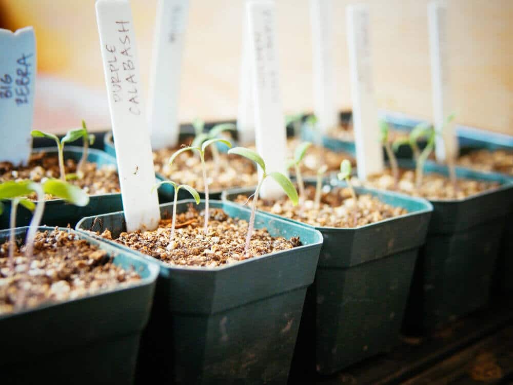 Healthy seedlings started in "dirty" pots