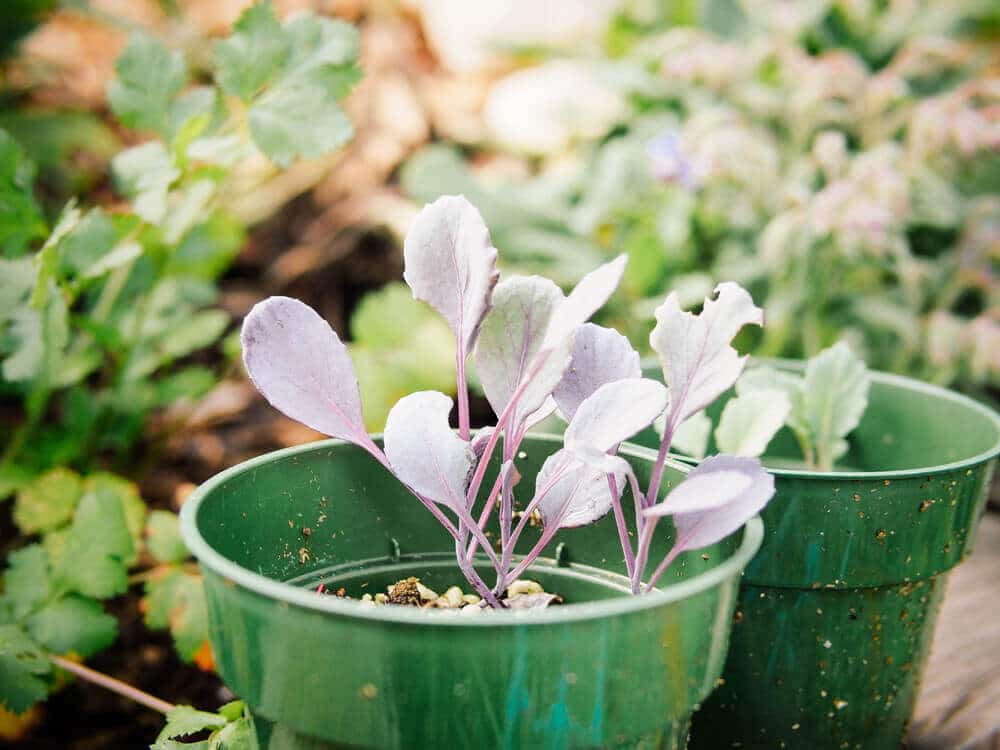 Gardening myth busted: No need to wash and disinfect your pots
