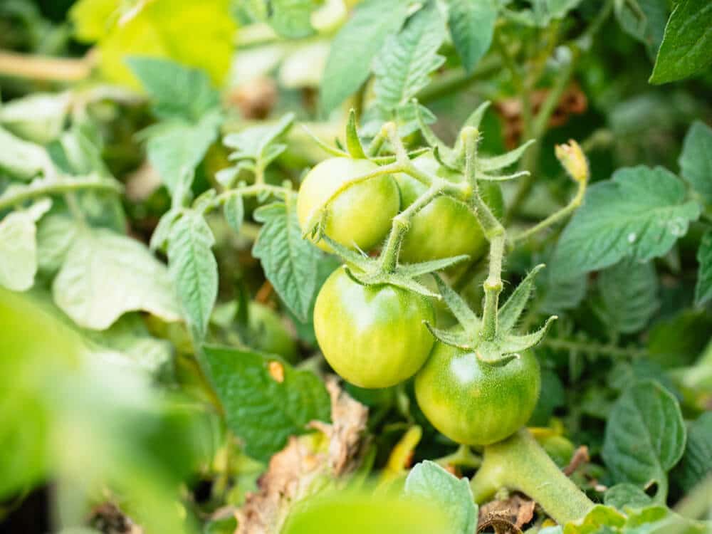 Green, unripe tomatoes