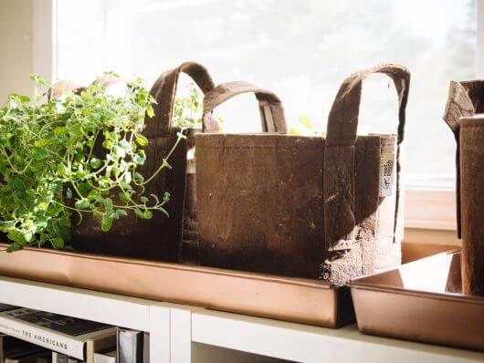 Herb plants overwintering indoors in a sunny window