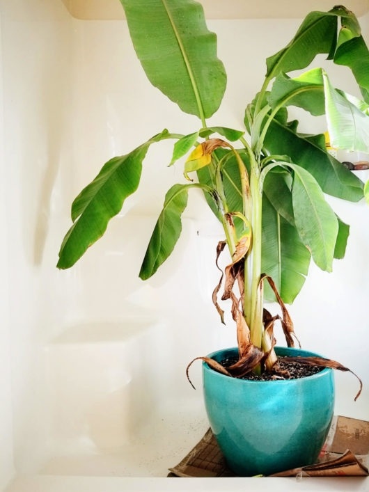 Spring Cleaning Tip: Don't Forget to Shower Your Houseplants