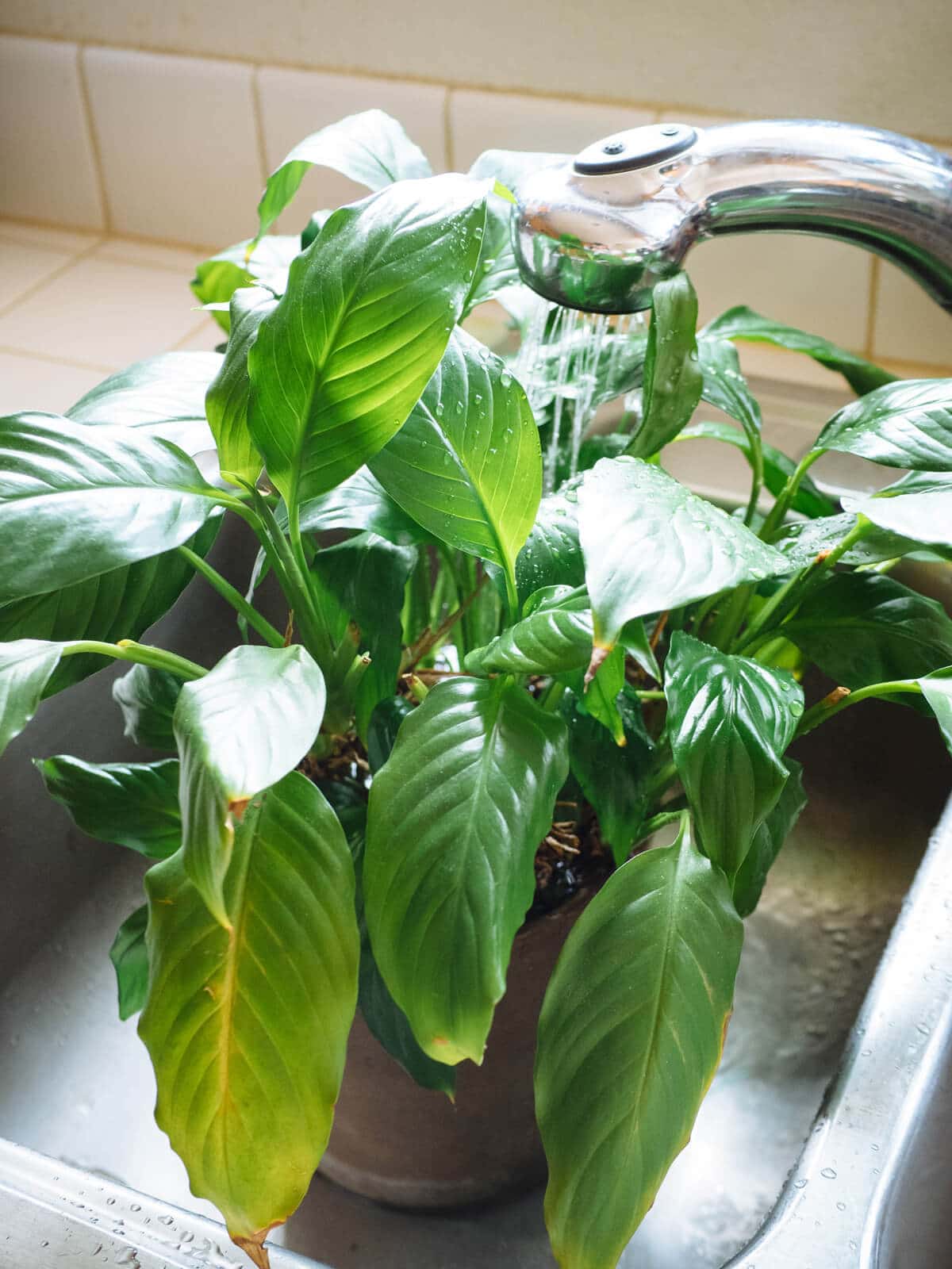 Shower your houseplants in the sink or bathtub to remove dust and dirt