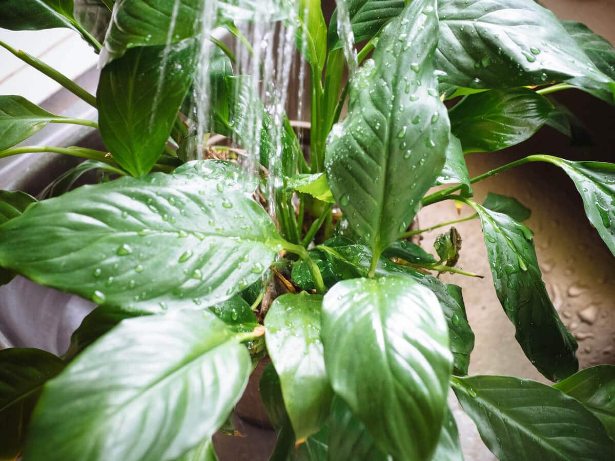 Wash off your houseplants to remove dust, pests, and excess salts from the soil