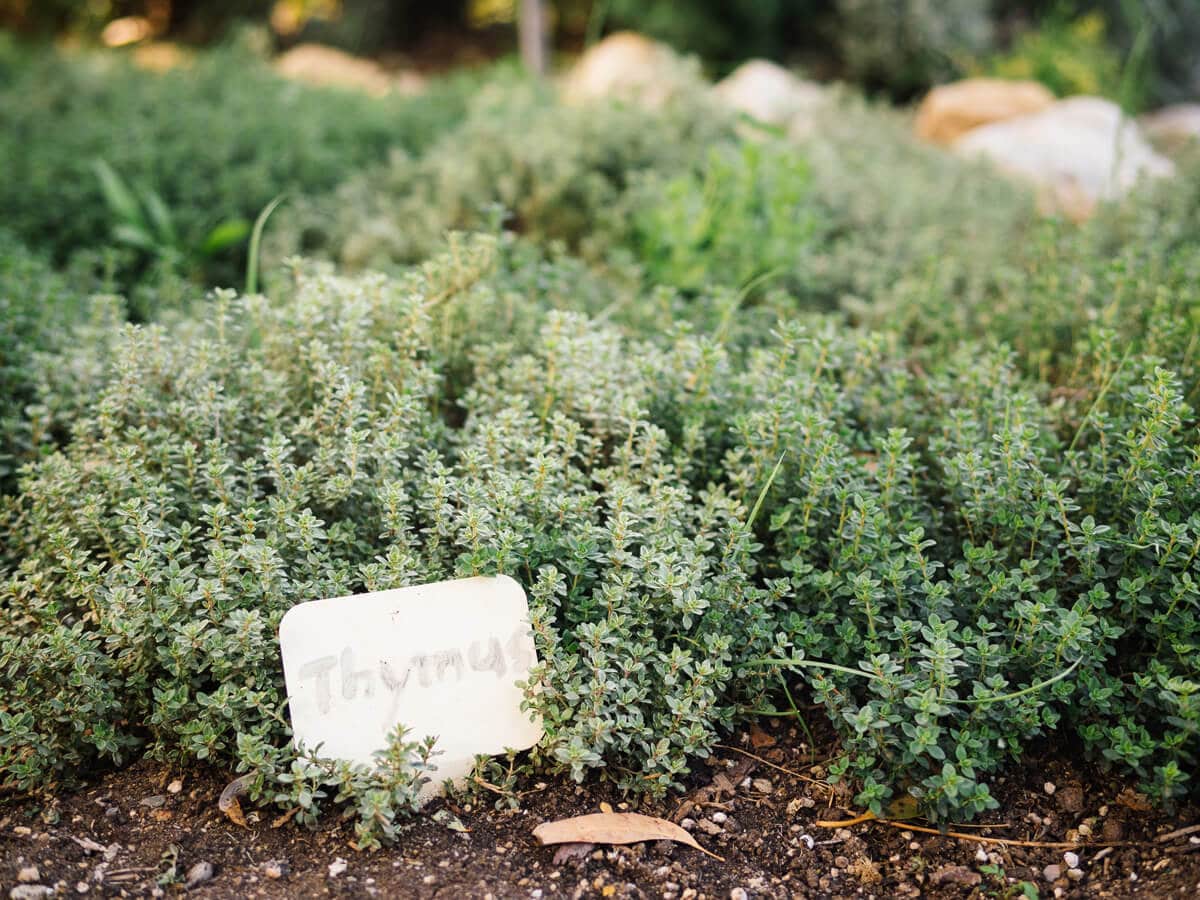 Thyme and its Mediterranean cousins, oregano and marjoram, make excellent ground covers