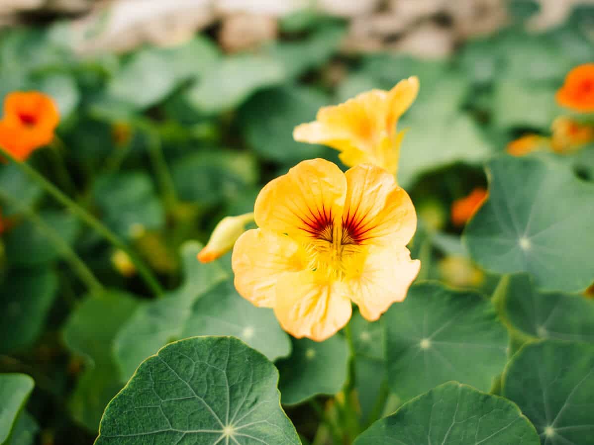Nasturtiums are an effective ground cover and trap crop for vegetable gardens