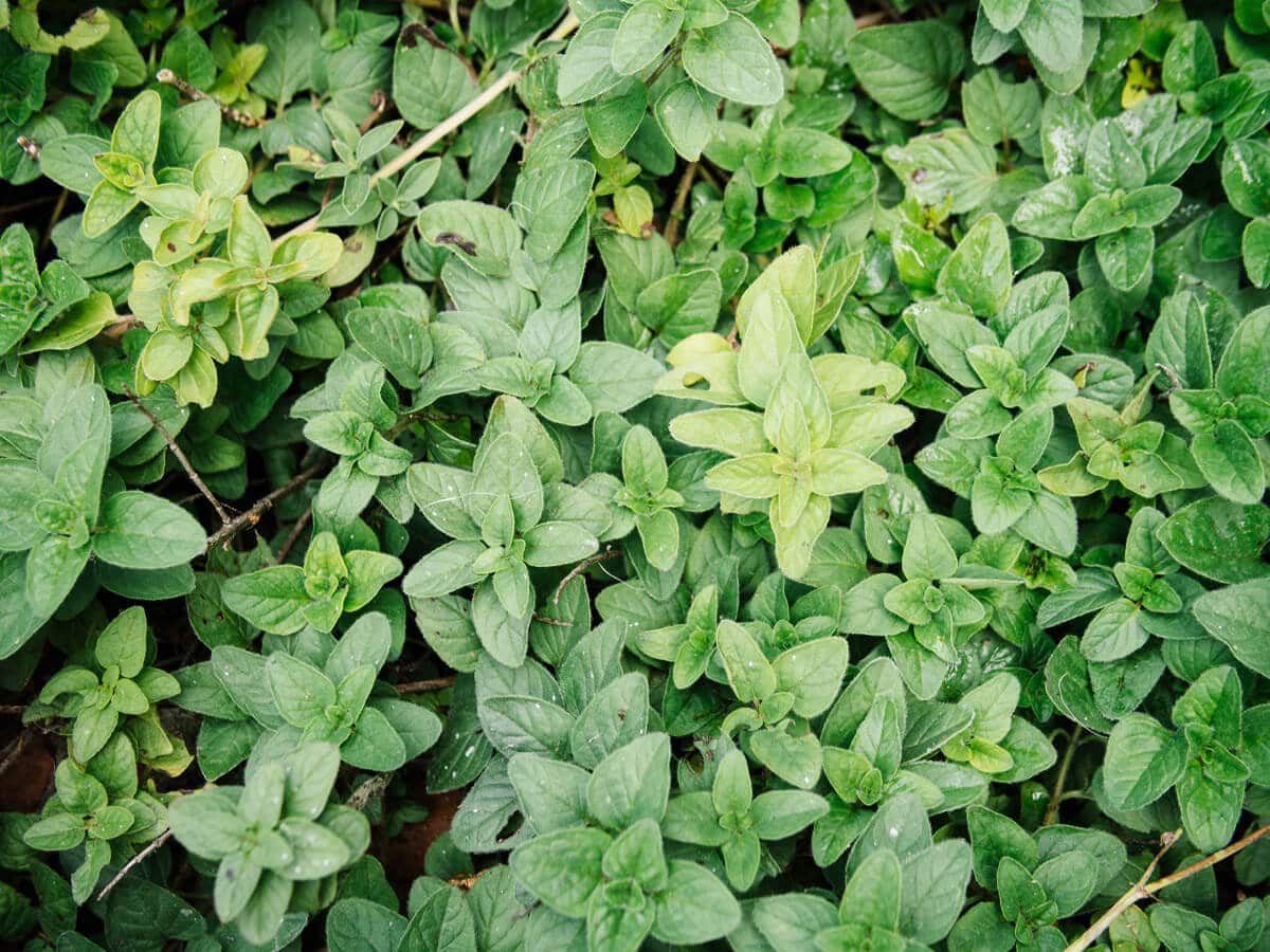Oregano and creeping oregano can form a dense mat to help protect bare soil