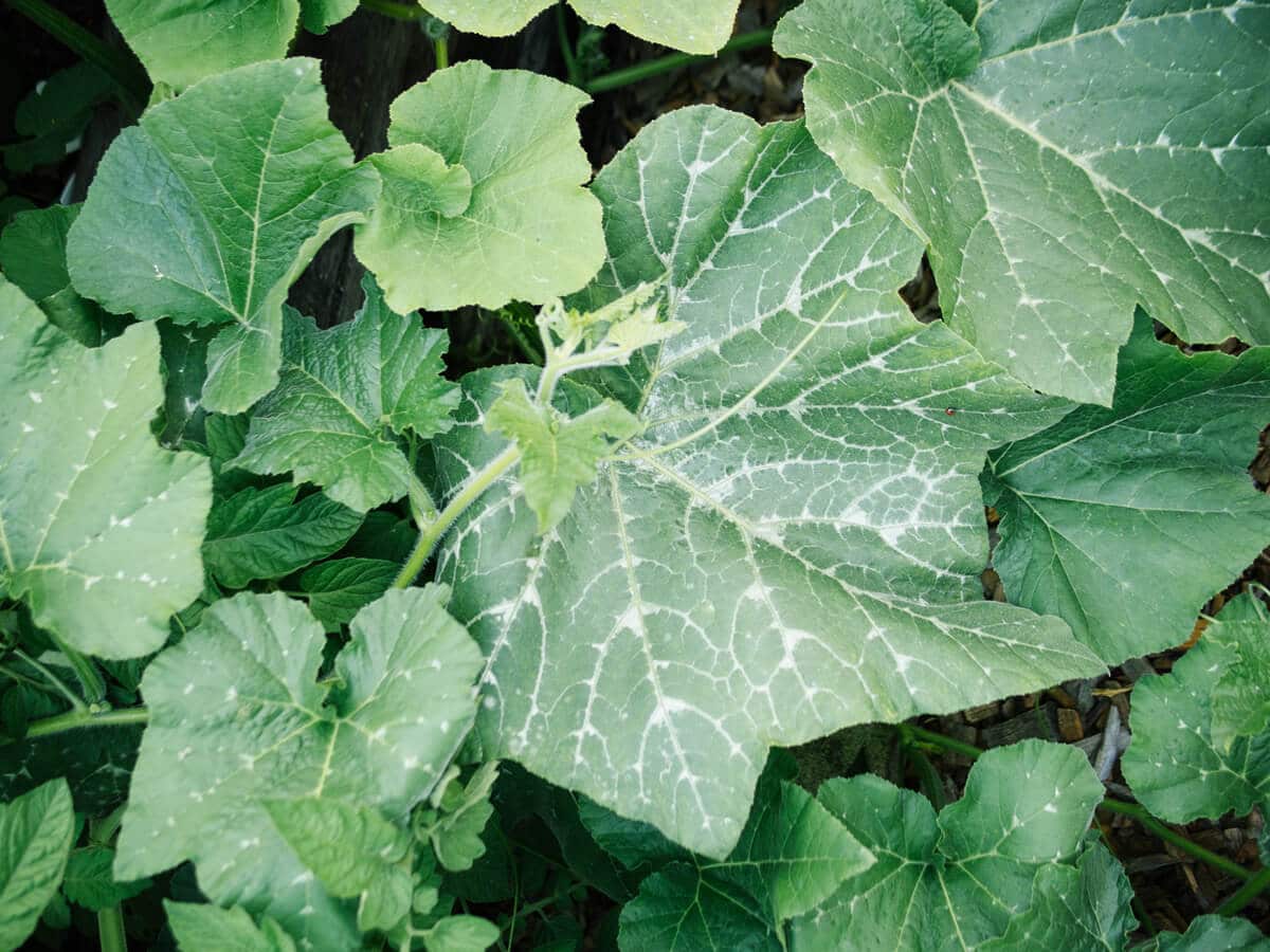 Sprawling squash and melon vines are an excellent ground cover, especially in Three Sisters gardens