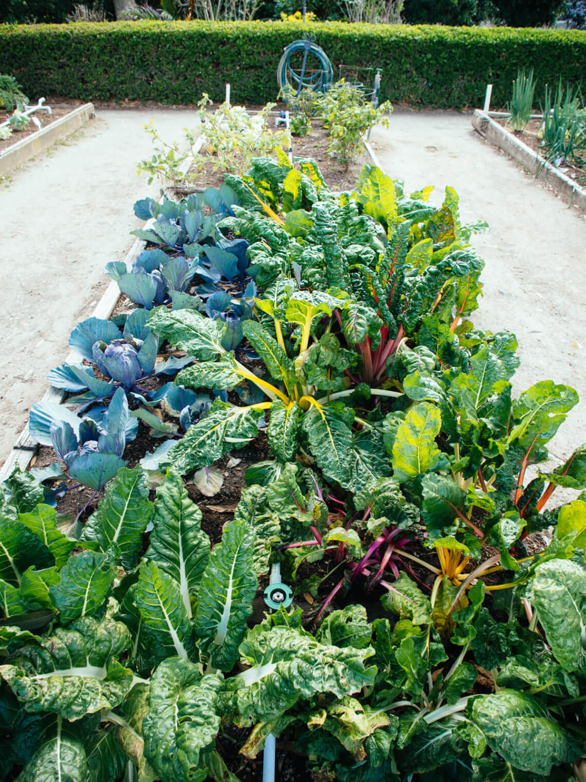 How much to plant in a vegetable garden to feed a family