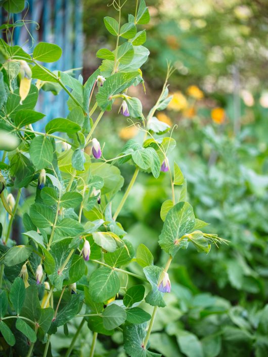 Snow pea plants climbing on a trellis