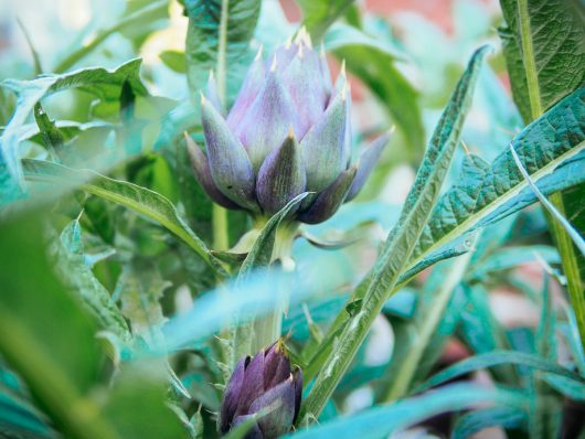 Purple of Romagna artichokes