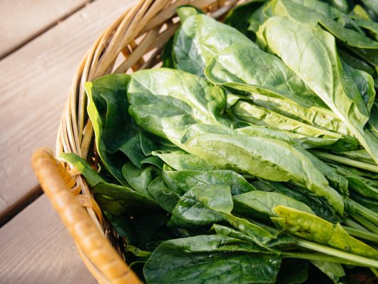 Spinach harvest