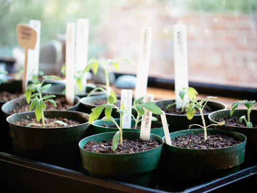 Tomato seedlings