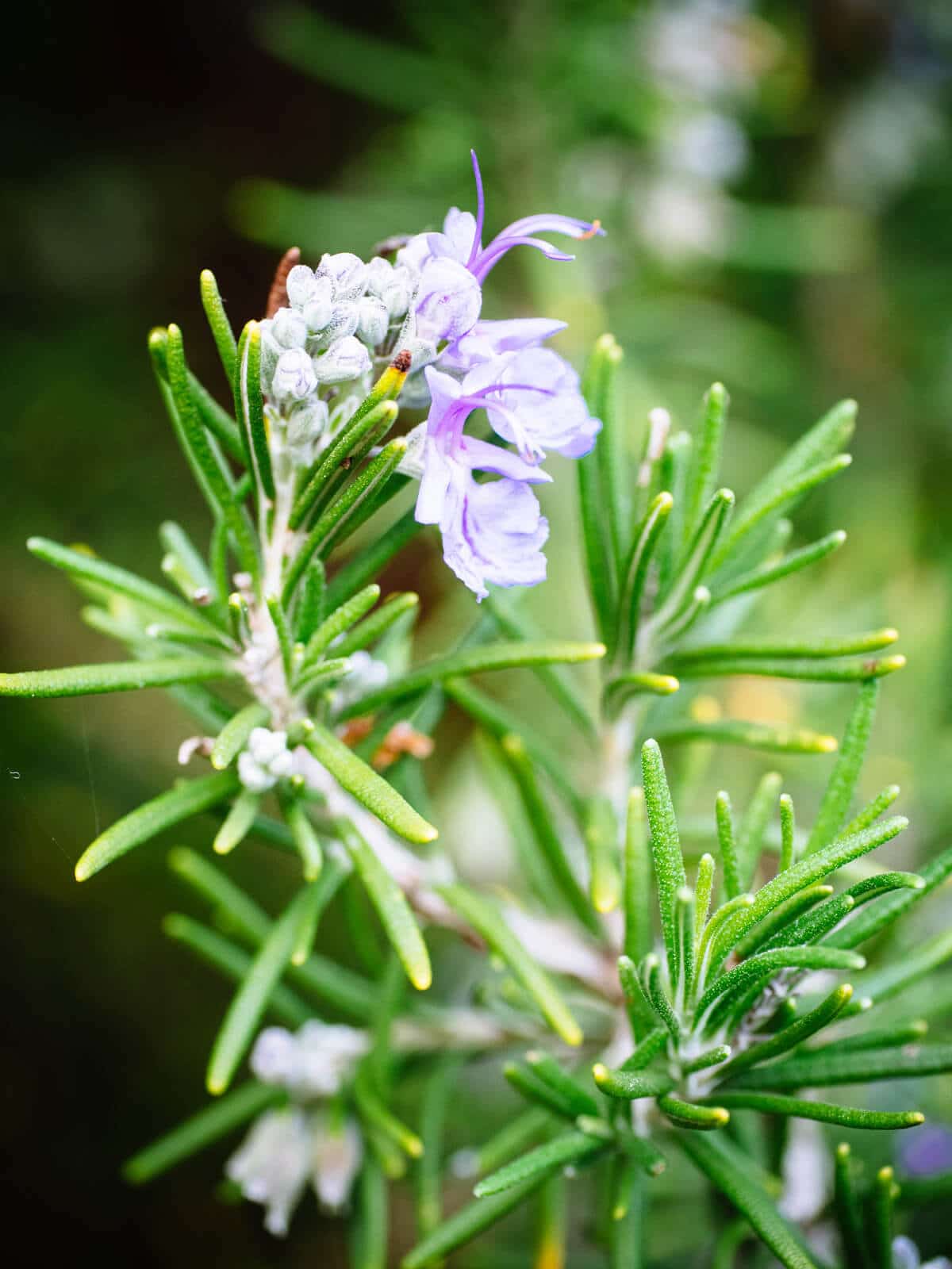 The scent of rosemary increases mental alertness and accuracy