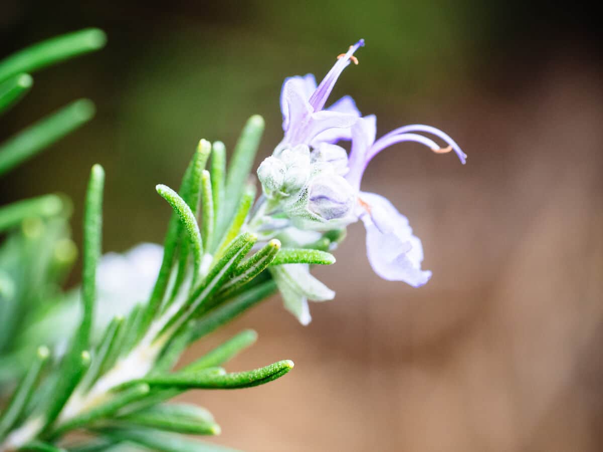 Rosemary oil contains 1,8-cineole, which enhances memory and improves your mood
