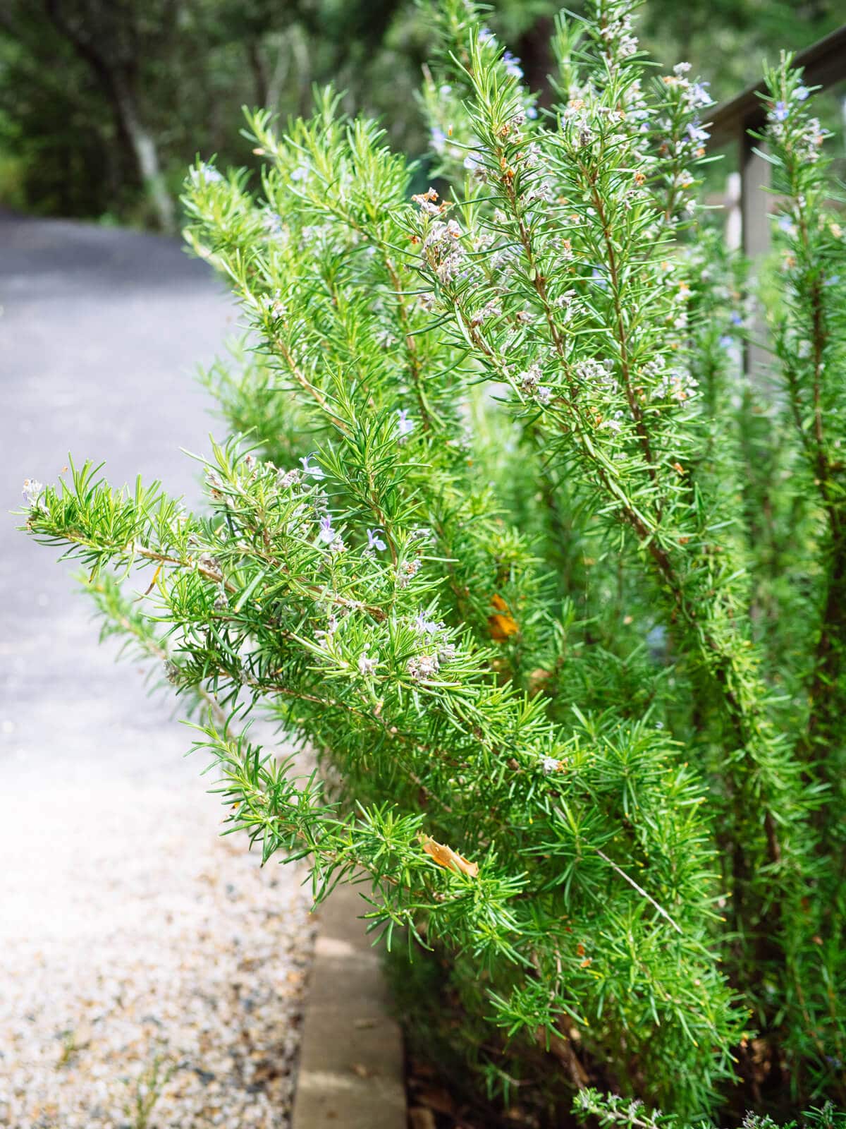 The smell of rosemary stimulates the brain and boosts working memory