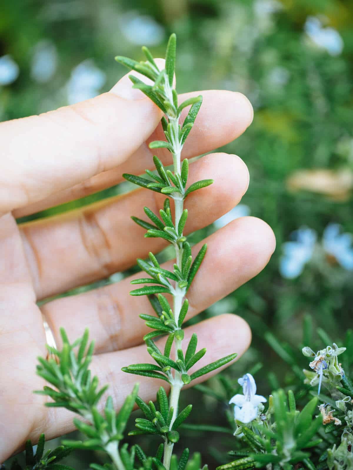 Rub fresh rosemary leaves to release their scent or diffuse rosemary essential oil to increase concentration and improve performance