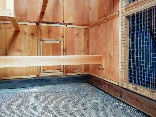 Hardware cloth-reinforced flooring in chicken run