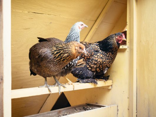 Hens roosing in their coop