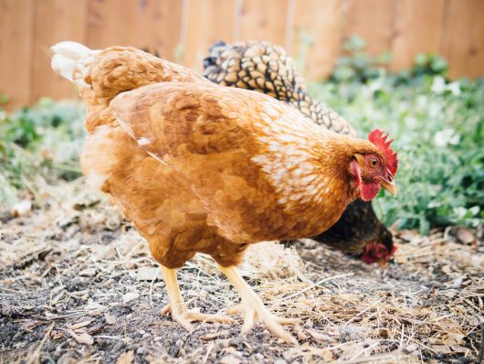 Hens free-ranging in the backyard